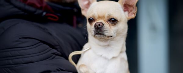 Международная выставка собак всех пород в столице Грузии ранга CAC-CACIB, которую проводит Кинологическая федерация Грузии - Sputnik Грузия