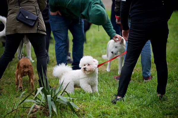 Если раньше в Тбилиси любители собак в основном заводили сторожевых или бойцовских псов, то в последние годы стала расти популярность декоративных собак - Sputnik Грузия