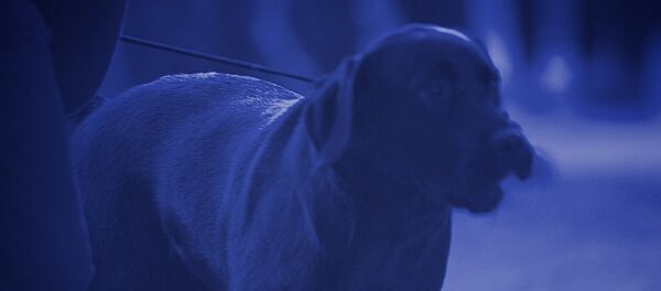 Собака на поводке ночью Собака на поводке ночью - Sputnik Грузия