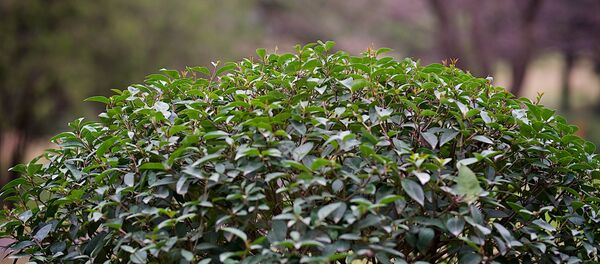 თბილისის ერთ–ერთი პარკი თბილისის ერთ–ერთი პარკი - Sputnik საქართველო