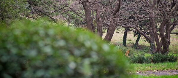 Весна в одном из тбилисских парков - Sputnik Грузия