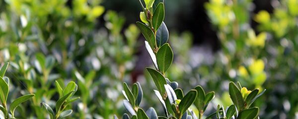 Самшит. Архивное фото - Sputnik Грузия