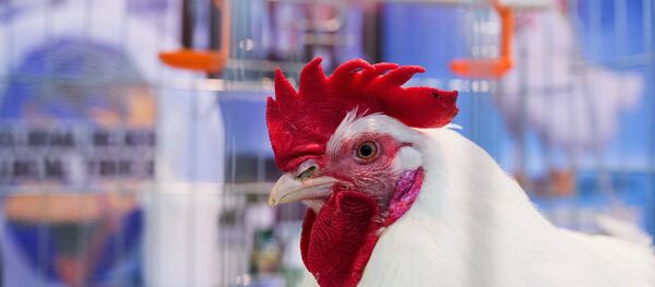 Курица - Sputnik Грузия