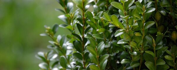 ბზა - Sputnik საქართველო