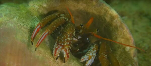 Подводный мир Черного моря - Sputnik Грузия