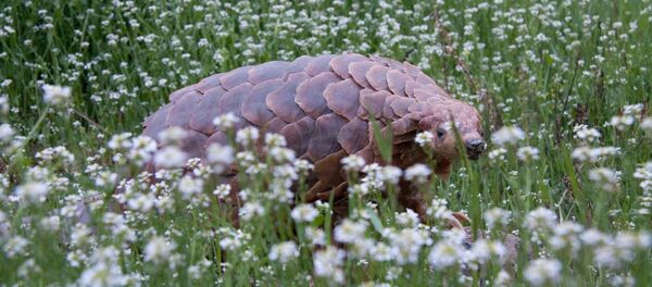 საპირველაპრილო ხუმრობა საპირველაპრილო ხუმრობა - Sputnik საქართველო