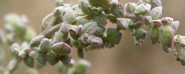 თათაბო - Atriplex patula - Sputnik Грузия