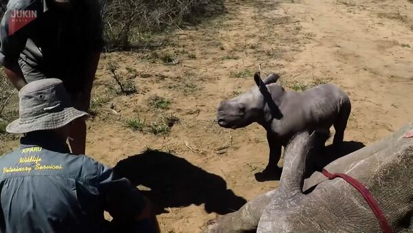 Как маленький носорог отважно защищает маму - Sputnik Грузия