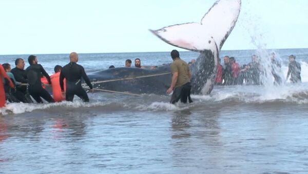 Как в Аргентине спасли горбатого кита, выбросившегося на берег - Sputnik Грузия