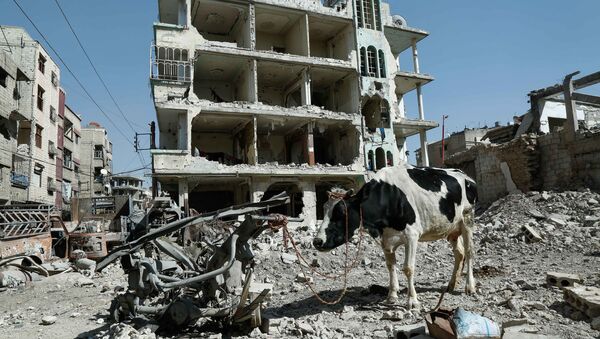 Корова на фоне разрушенных зданий в Думе, Восточная Гута, Сирия - Sputnik Грузия