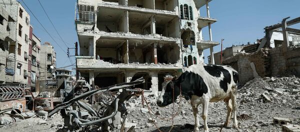 Корова на фоне разрушенных зданий в Думе, Восточная Гута, Сирия - Sputnik Грузия
