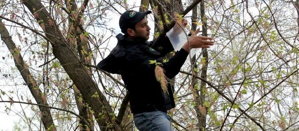 აზიური ფაროსანას ხაფანგის დამონტაჟება - Sputnik საქართველო