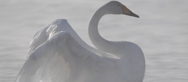 გედი გედი - Sputnik საქართველო