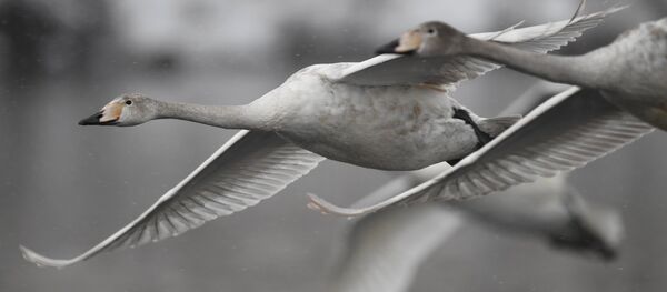 გედები გედები - Sputnik საქართველო
