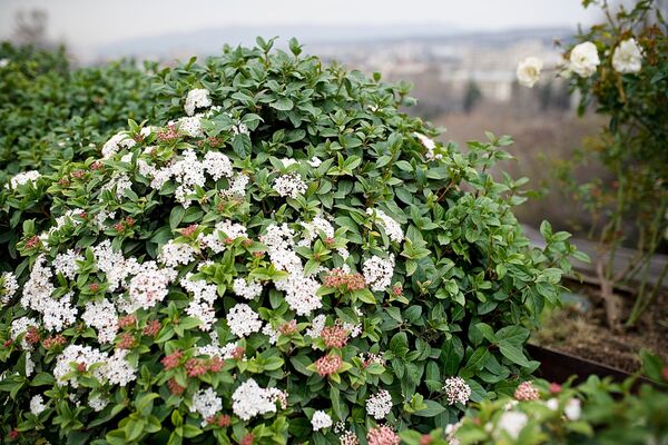 Цветочная клумба - Sputnik Грузия