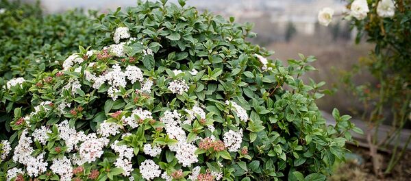 ყვავილების კლუმბა ყვავილების კლუმბა - Sputnik საქართველო