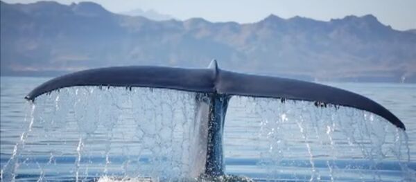 კუზიანი ვეშაპის გადარჩენა კუზიანი ვეშაპის გადარჩენა - Sputnik საქართველო