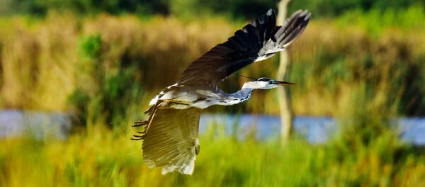 ბადრი ვადაჭკორიას ფოტო ბადრი ვადაჭკორიას ფოტო - Sputnik საქართველო