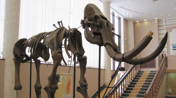 Экспонат мамонта в музее - Sputnik Грузия