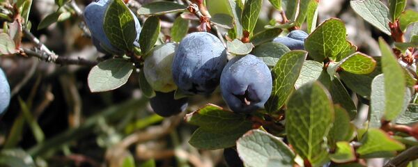 ლურჯი მოცვი ლურჯი მოცვი - Sputnik საქართველო