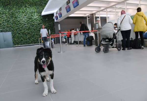 ლეკვი ალისა სიმფეროპოლის აეროპორტის ახალ თილისმად იქცა - Sputnik საქართველო
