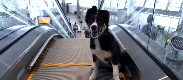 Щенок Алиса стал талисманом нового терминала аэропорта Симферополя - Sputnik Грузия