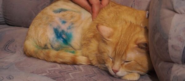 Бездомный отгрыз себе лапу, спасаясь от живодеров - Sputnik Грузия