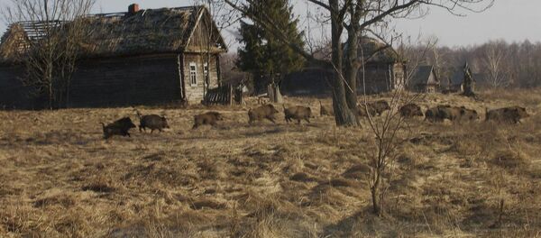 Дикие кабаны в зоне отчуждения в Чернобыле - Sputnik Грузия