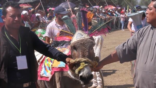 Гонки на ослах и конкурс костюмов: в Мексике прошел ослиный фестиваль - Sputnik Грузия