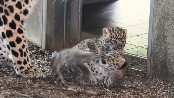 Детеныши амурского леопарда родились в венском зоопарке - Sputnik Грузия