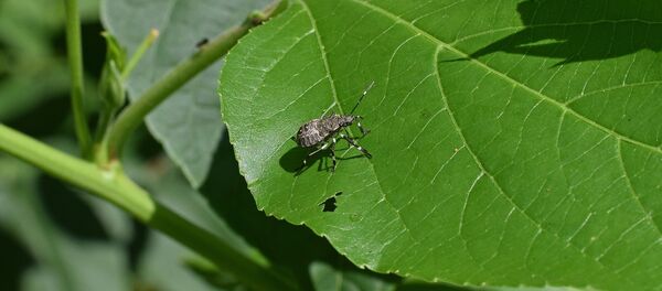 აზიური ფაროსანა აზიური ფაროსანა - Sputnik საქართველო