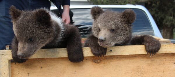 დათვის ბელები დათვის ბელები - Sputnik საქართველო