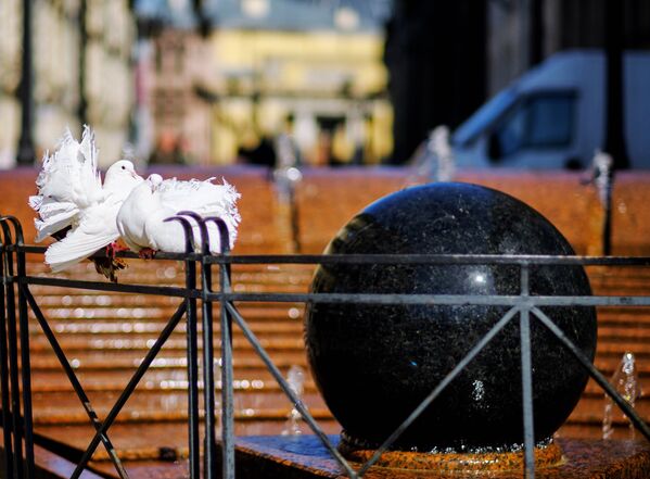 В Венеции фотографии голубей - вне закона. Кормить голубей там запрещено более 10 лет. Штраф – до 700 евро. Власти объясняют такой запрет контролем популяции голубей, наносящих большой урон памятникам и зданиям - Sputnik Грузия