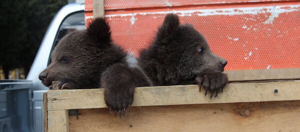 Медвежата Медвежата - Sputnik Грузия
