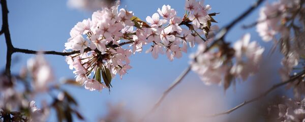 საკურას ყვავილობა საკურას ყვავილობა - Sputnik საქართველო