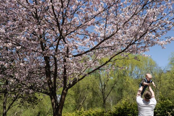 Цветение сакуры в экспозиции Японский сад Ботанического сада РАН в Москве - Sputnik Грузия