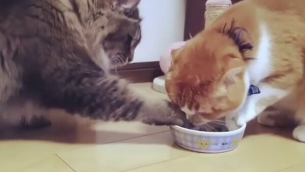 Кошки отнимают друг у друга еду - Sputnik Грузия