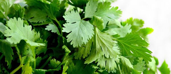 Зелень петрушки - Sputnik Грузия