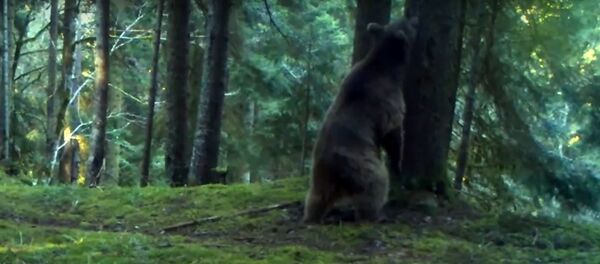 Медведь в Боржоми-Харагаульском парке - Sputnik Грузия