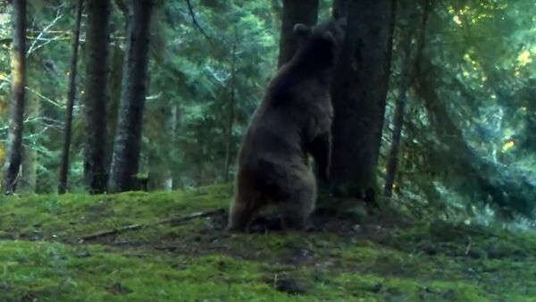 Медведь в Боржоми-Харагаульском парке - Sputnik Грузия