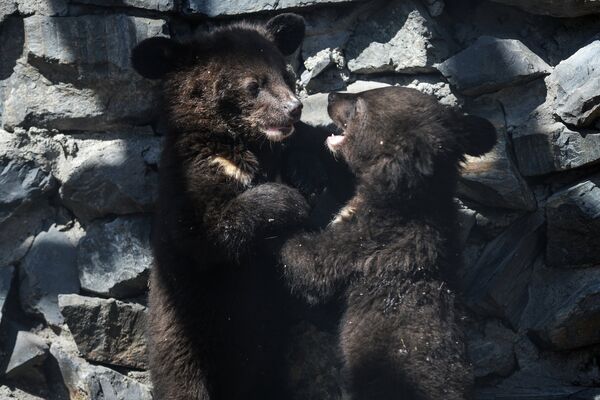 Первые два месяца своей жизни медвежата не покидали укрытия. Их мама тоже выходила редко. Только в марте малыши впервые показались на улице - Sputnik Грузия