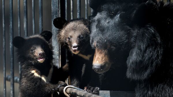 Гималайские медвежата в Новосибирском зоопарке - Sputnik Грузия