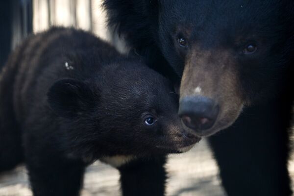 Кстати, одного медвежонка уже отправили в другой зоопарк по программе сохранения вида. Сейчас с мамой Челси остаются два малыша-девочка и мальчик - Sputnik Грузия