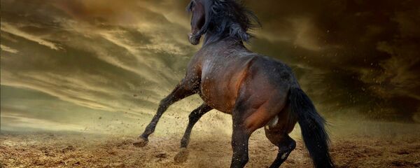 ბედაური - Sputnik საქართველო