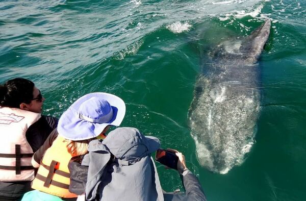 ნაცრისფერი ვეშაპი - Sputnik საქართველო