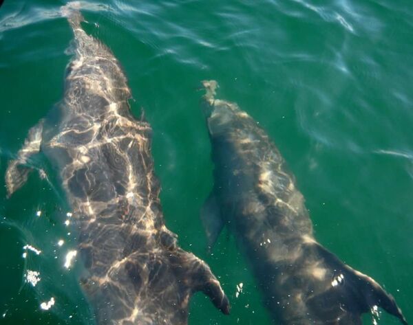 ნაცრისფერი ვეშაპები - Sputnik საქართველო