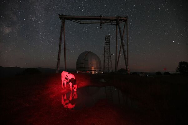 მარია პლოტნიკოვას ფოტო წითელი ძროხა - Sputnik საქართველო