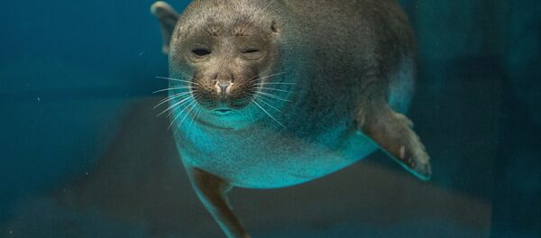 ოკეანოგრაფიის და ზღვის ბიოლოგიის ცენტრი მოსკოვში ოკეანოგრაფიის და ზღვის ბიოლოგიის ცენტრი მოსკოვში - Sputnik საქართველო