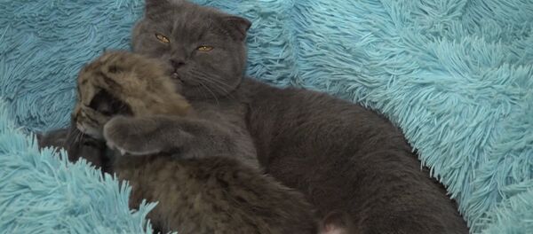 Кошка Моника из приморского зоопарка заменила мать новорожденной рыси - Sputnik Грузия