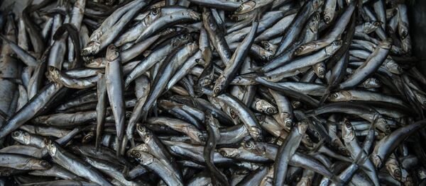 Хамса - Sputnik Грузия